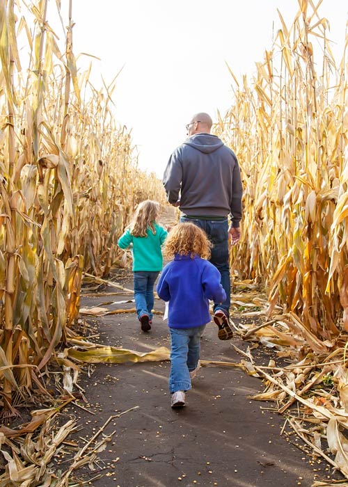 Family walking in a corn maze